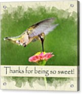 Thank You Card Sweet Hummingbird Acrylic Print