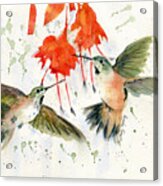 Hummingbird Watercolor Acrylic Print