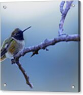 Hummingbird11 Acrylic Print