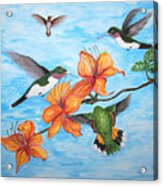 Hummingbirds Acrylic Print