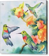 Hummingbirds With Orange Flowers Acrylic Print