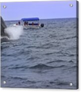 Humpback Whale Breaching Near Puerto Lopez - Ecuador V Acrylic Print