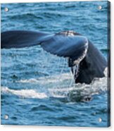 Humpback Whale Fluke Acrylic Print