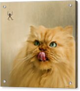 Hungry Cat Acrylic Print