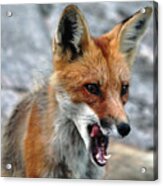 Hungry Red Fox Portrait Acrylic Print