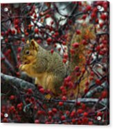 Hungry Squirrel - Squirrel Dining On  Brilliant Red Crabapples In Late Autumn Acrylic Print