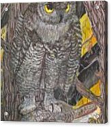 Hunting Owl Acrylic Print