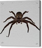 Huntsman Spider Acrylic Print
