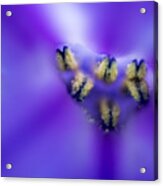 Hyacinth Acrylic Print