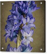 Hyacinth Acrylic Print
