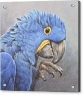 Hyacinth Macaw Acrylic Print