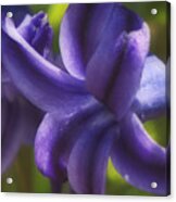 Hyacinth - Springtime Series Acrylic Print