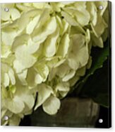 Hydrangea Acrylic Print