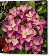 Pink Hydrangea Autumn Flower Acrylic Print