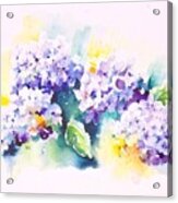 Hydrangeas Acrylic Print