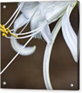 Hymenocallis Narcissiflora Acrylic Print