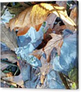 Ice And Fallen Leaves Acrylic Print