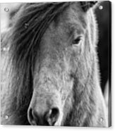 Icelandic Horse Profile Bw Acrylic Print