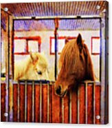 Icelandic Horses Of Hester-stables 3 Acrylic Print