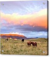 Icelandic Horses Under The Sunset Acrylic Print
