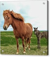 Icelandic Mare And Foal Acrylic Print