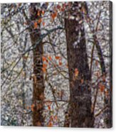 Icy Limbs Acrylic Print