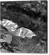 Iguanas Acrylic Print