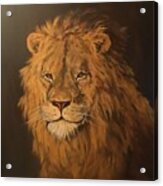 Lion Acrylic Print