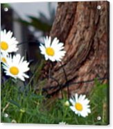 I'll Be Your Daisy Acrylic Print