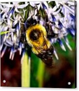 I'll Bee Back Acrylic Print