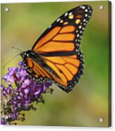 Autumn In The Garden - Monarch And Purple Floret - Nature Photography Acrylic Print