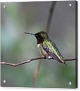 Img_3753 - Ruby-throated Hummingbird Acrylic Print