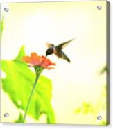 Img_4528-002 - Ruby-throated Hummingbird Acrylic Print