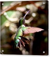Img_5776-001 - Ruby-throated Hummingbird Acrylic Print