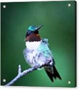 Img_6507-004 -  Ruby-throated Hummingbird Acrylic Print