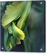 Impression Tulip Acrylic Print