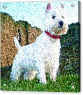 Impressionistic Westie Acrylic Print