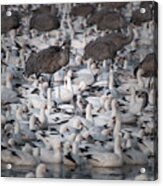 In A Crowd - The Bosque Acrylic Print