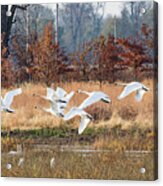 In Flight Acrylic Print