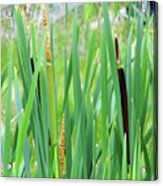 In The Cat Tails Acrylic Print