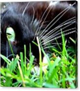 In The Grass Acrylic Print