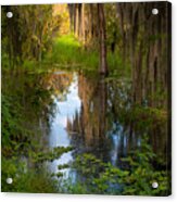 In The Swamp Acrylic Print