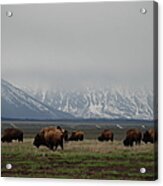 In The Tetons Acrylic Print