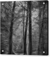 In The Woods Acrylic Print