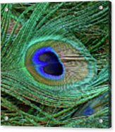 Indian Blue Peacock Macro Acrylic Print