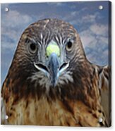 Inflight Frontal Red Tailed Hawk Acrylic Print