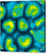 Influenza Viruses, Tem Acrylic Print
