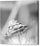 Infrared Fritillary Acrylic Print