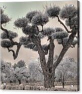 Infrared Spanish Olive Tree Bonsai Acrylic Print