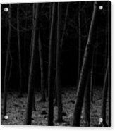 Silent Woods Acrylic Print